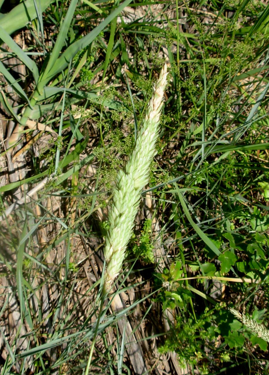 Phalaris aquatica L. / Scagliola bulbosa